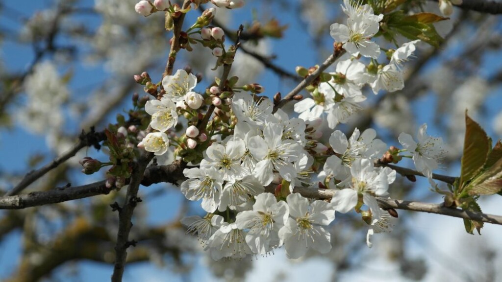 obstbaumblüten | Gartenbau Hussl