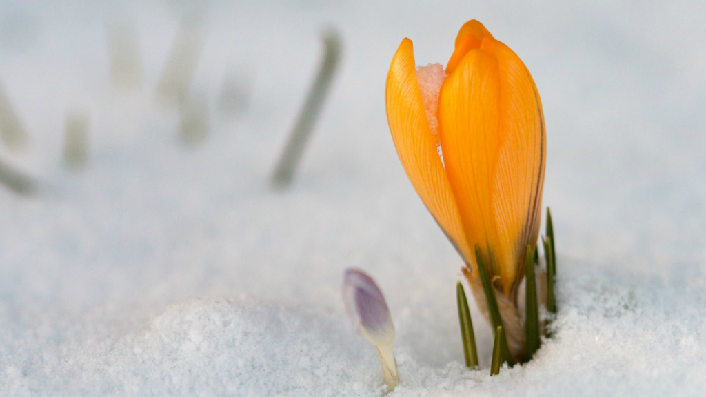 Der Frühling kommt. Bild: verena-timtschenko - pixabay