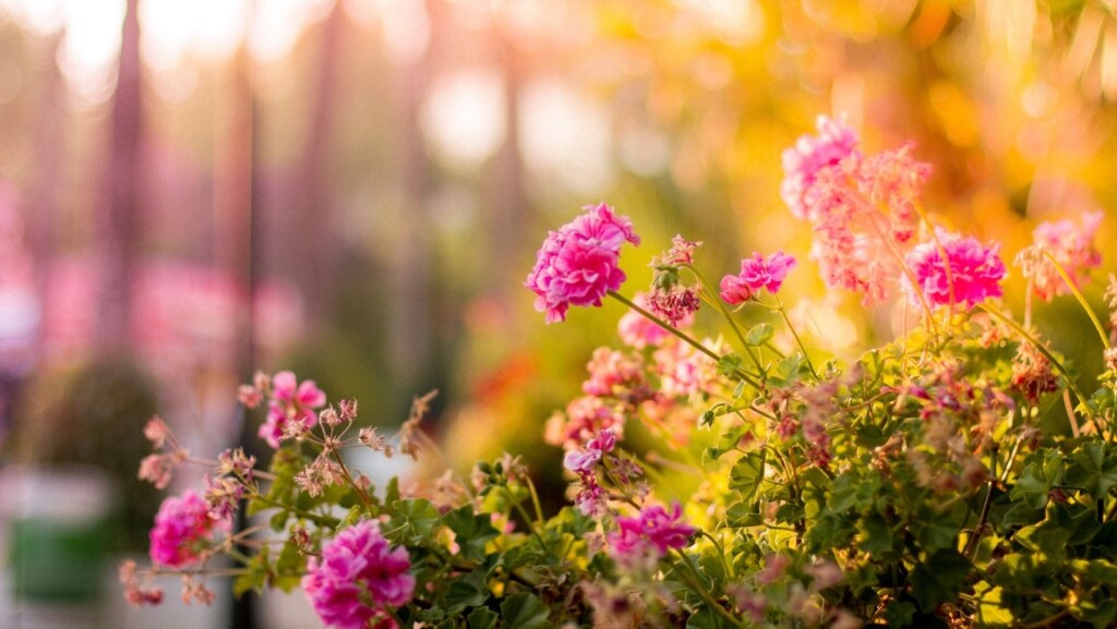 Das Bild zeigt rosa Blumen
