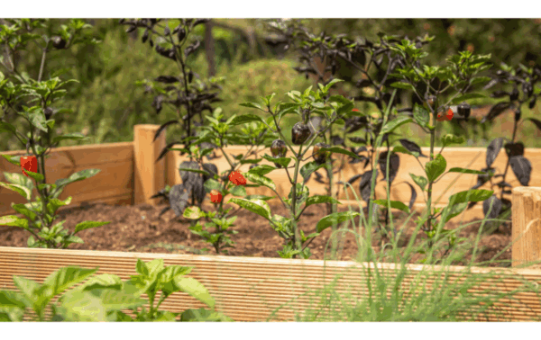 Nachhaltigkeit im Garten Blogbeitrag