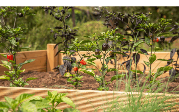 Nachhaltigkeit im Garten Blogbeitrag